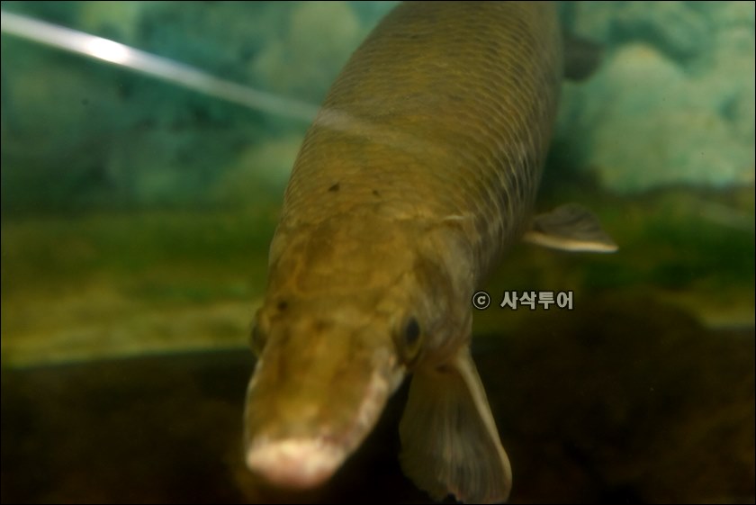 자카르타 동물원111.JPG