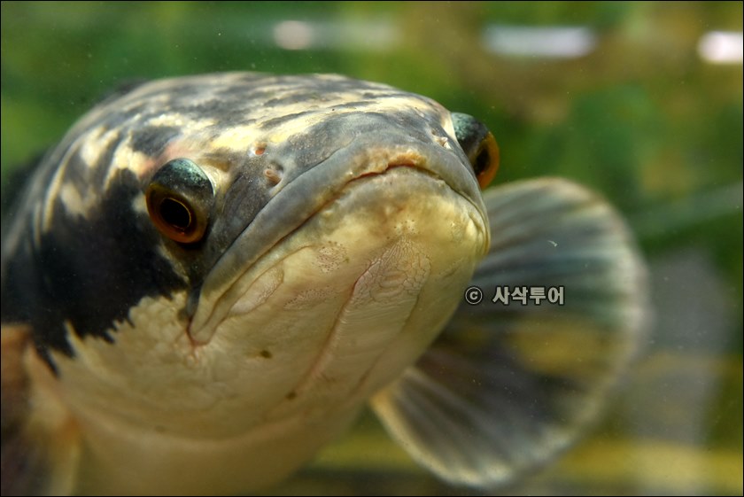 자카르타 동물원110.JPG