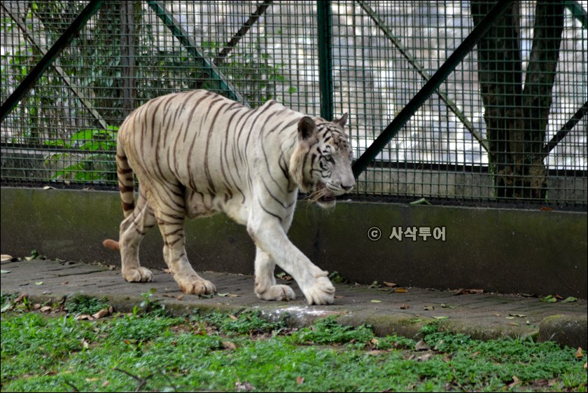자카르타 동물원067.JPG
