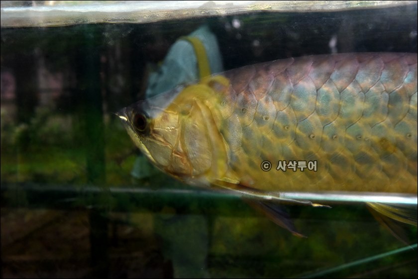 자카르타 동물원113.JPG