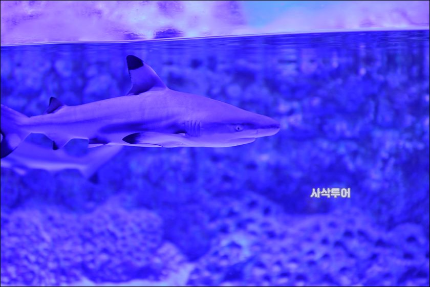자카르타 수족관103.JPG