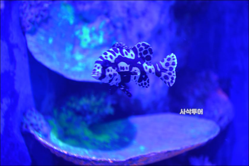자카르타 수족관045.JPG