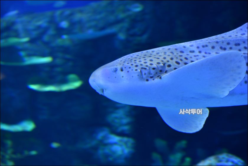 자카르타 수족관241.JPG