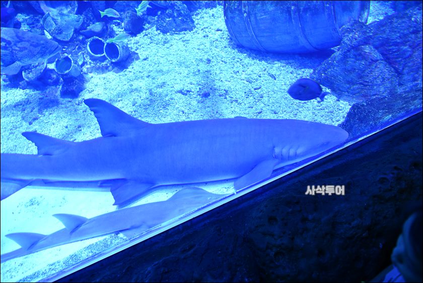 자카르타 수족관281.JPG