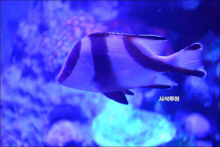자카르타 수족관046.JPG