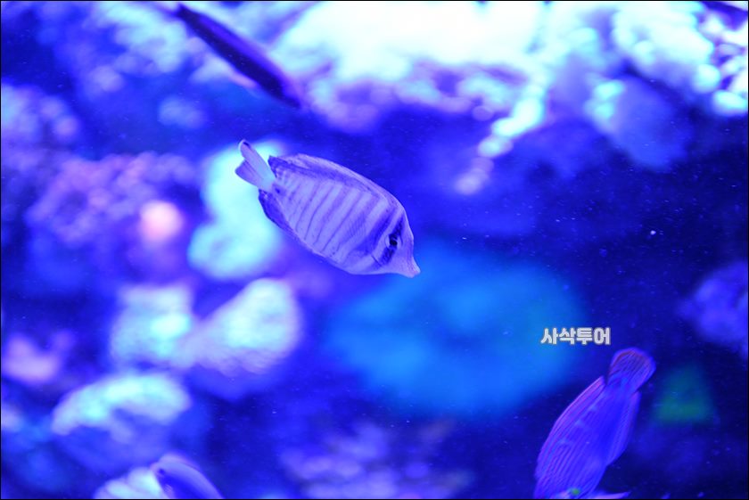 자카르타 수족관024.JPG