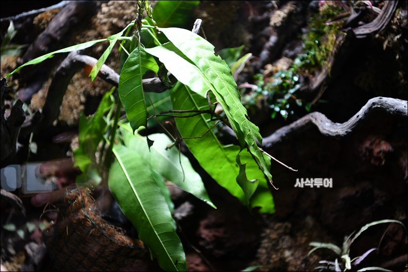 자카르타 수족관131.JPG