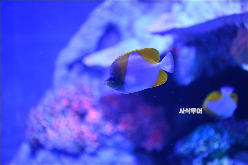 자카르타 수족관044.JPG