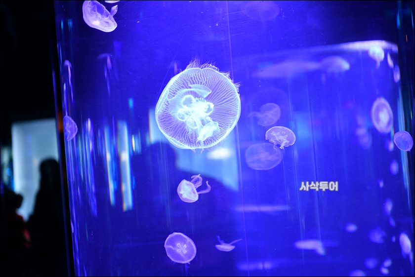 자카르타 수족관207.JPG