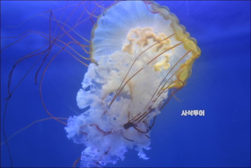 자카르타 수족관209.JPG