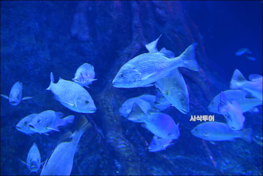 자카르타 수족관237.JPG