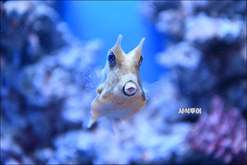 자카르타 수족관039.JPG