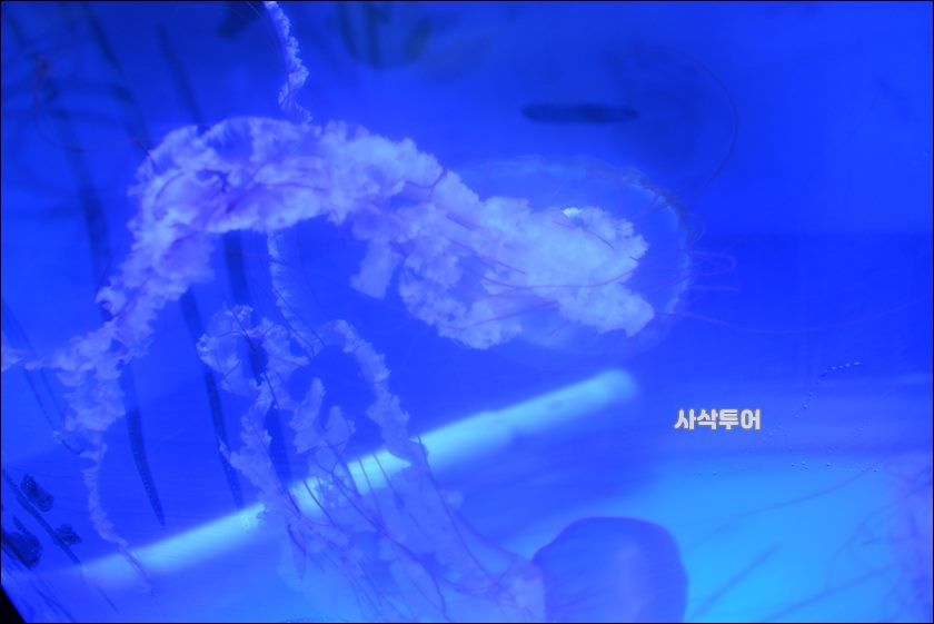 자카르타 수족관212.JPG