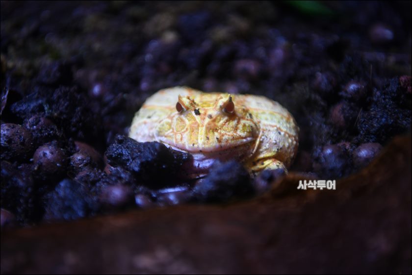 자카르타 수족관130.JPG