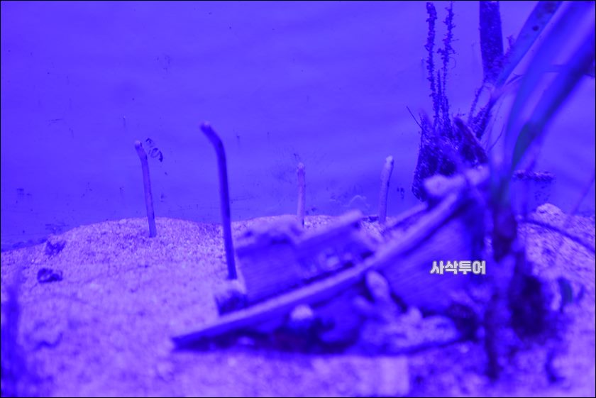 자카르타 수족관071.JPG