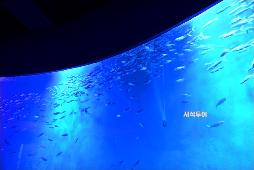 자카르타 수족관078.JPG