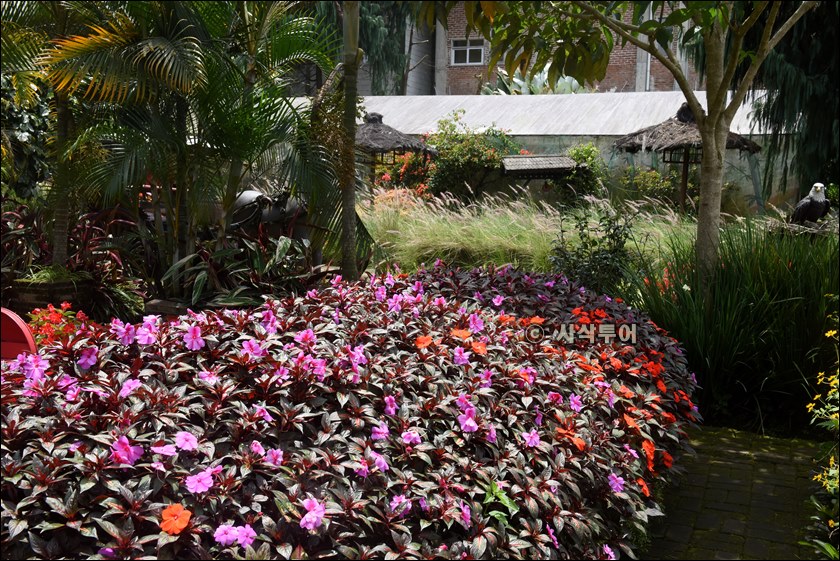 taman begonia088.JPG