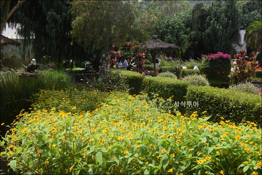 taman begonia087.JPG