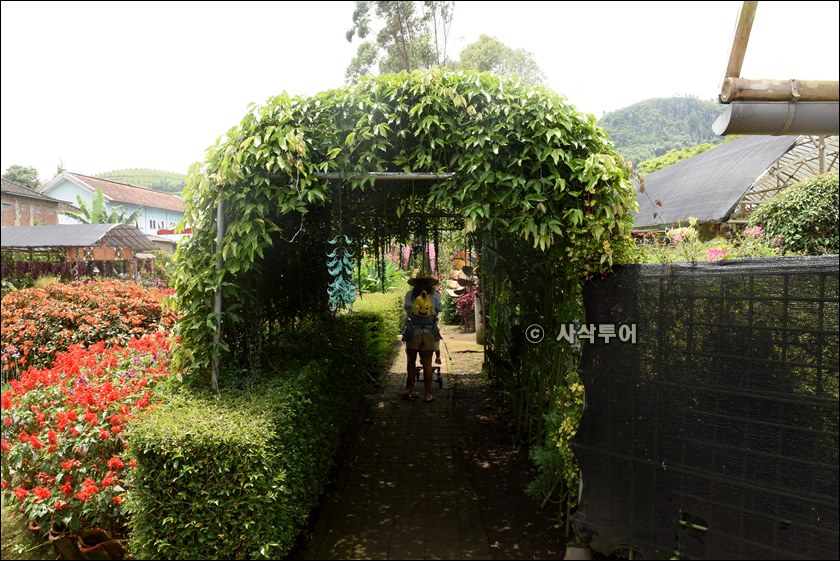 taman begonia108.JPG
