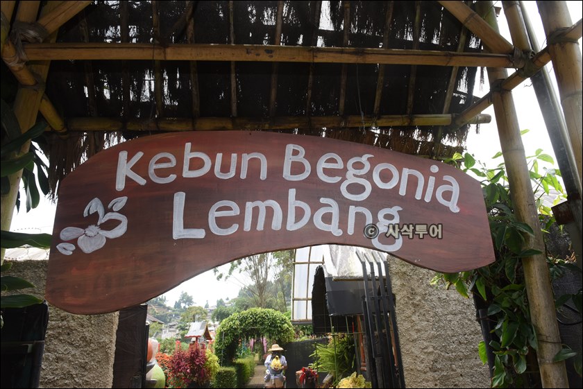 taman begonia106.JPG