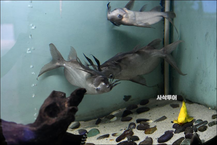 민물박물관318.JPG