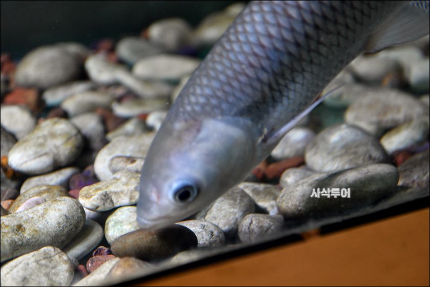 민물박물관197.JPG