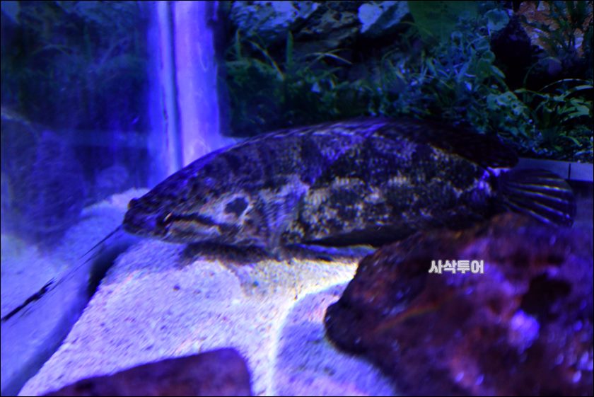 민물박물관134.JPG