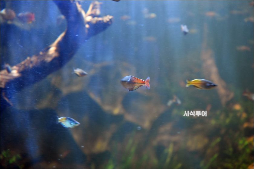 민물박물관188.JPG
