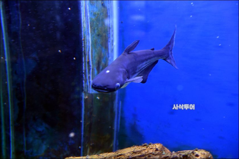 민물박물관222.JPG