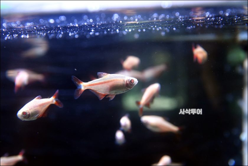 민물박물관297.JPG