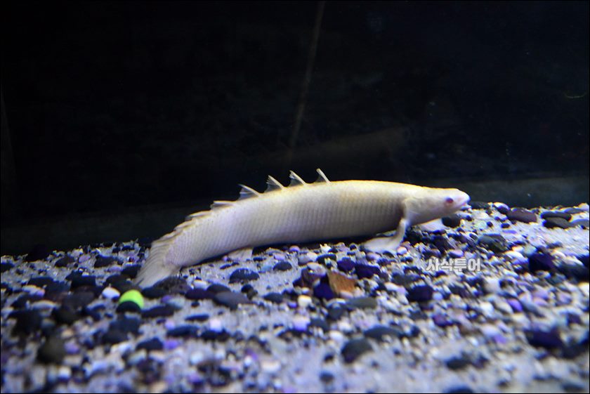 민물박물관377.JPG