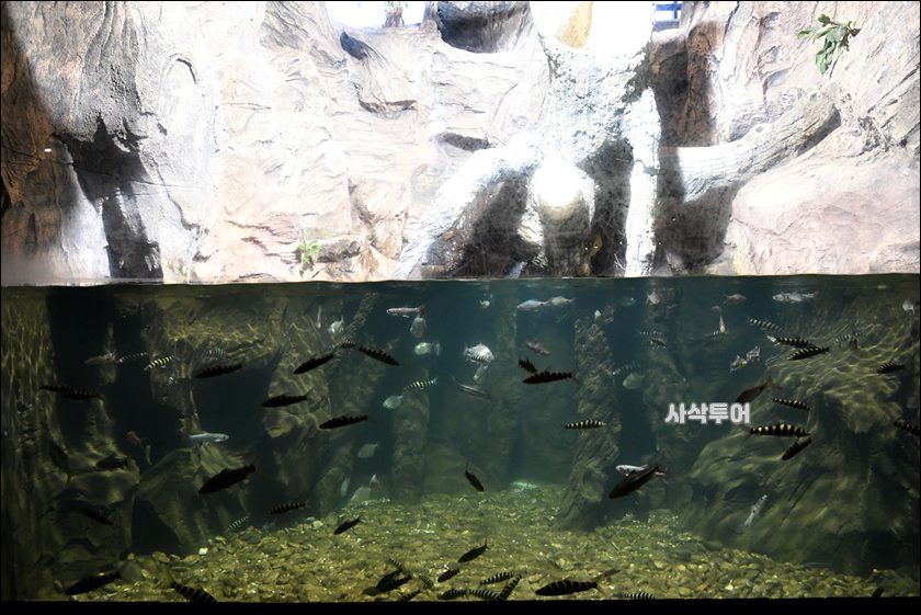 민물박물관357.JPG