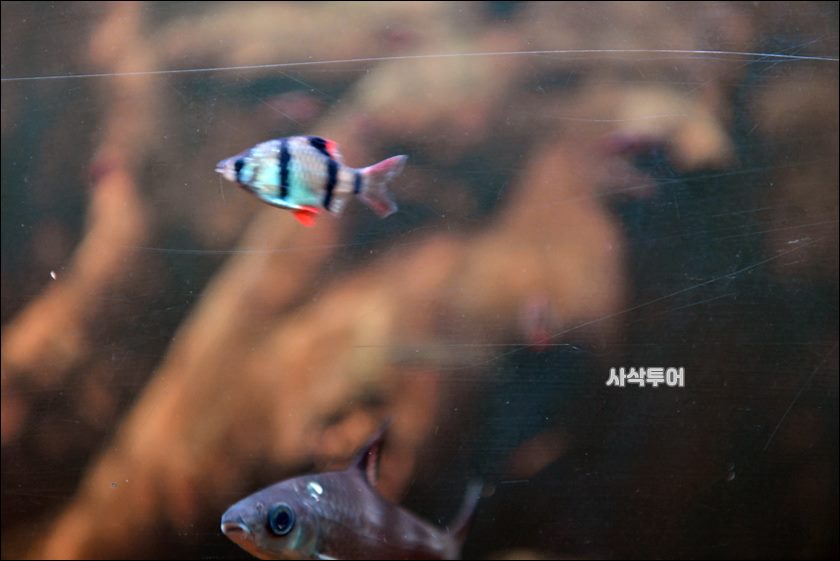 민물박물관096.JPG