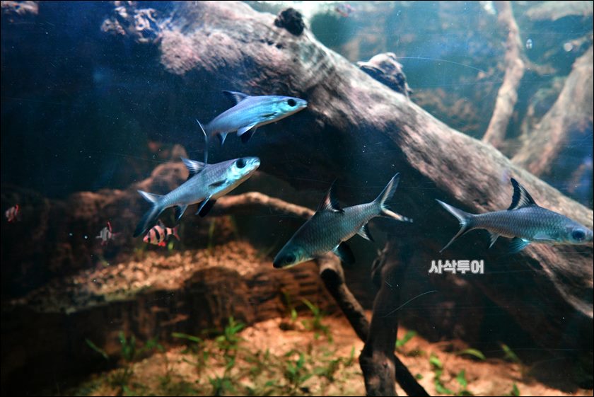 민물박물관090.JPG