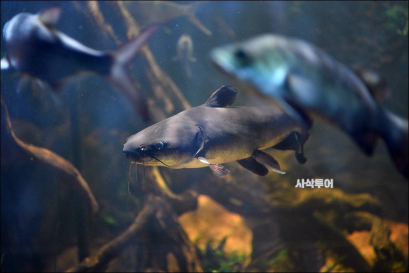 민물박물관166.JPG