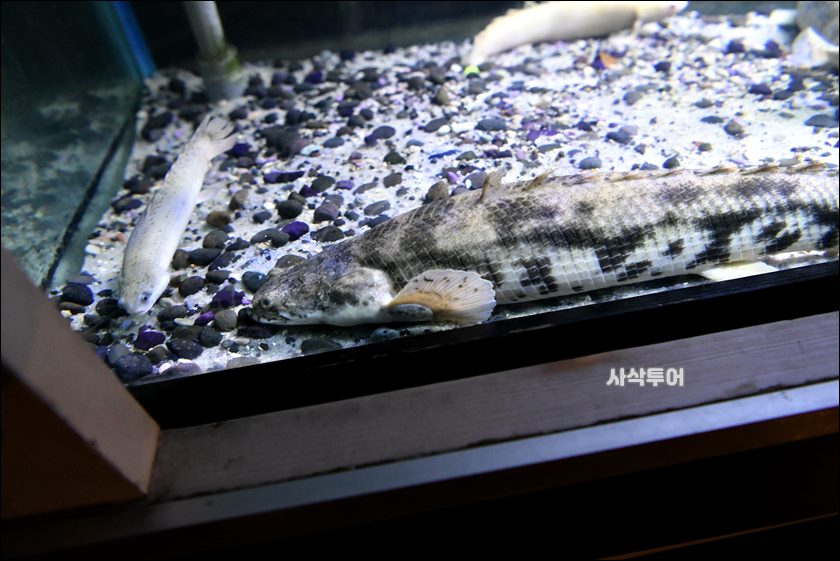 민물박물관372.JPG