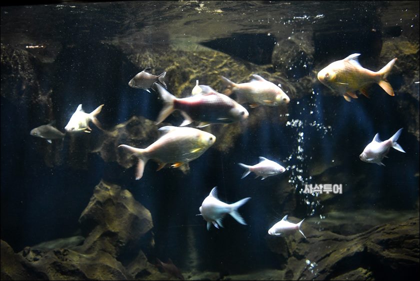 민물박물관352.JPG