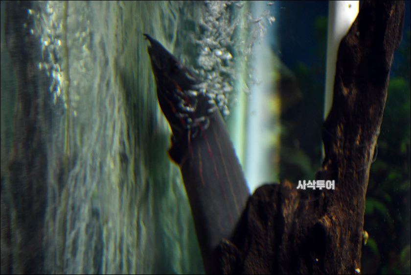민물박물관138.JPG
