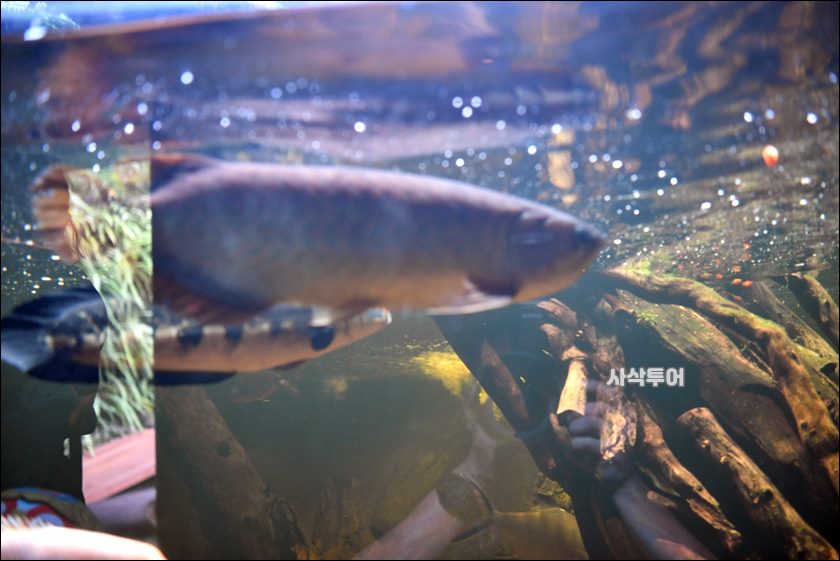 민물박물관054.JPG