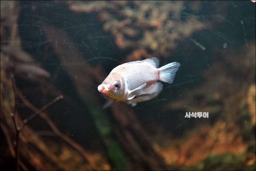 민물박물관127.JPG