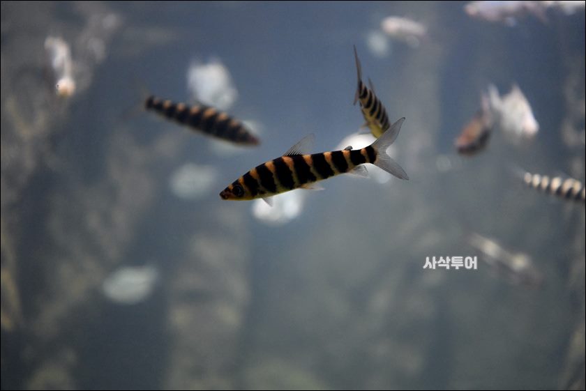 민물박물관362.JPG