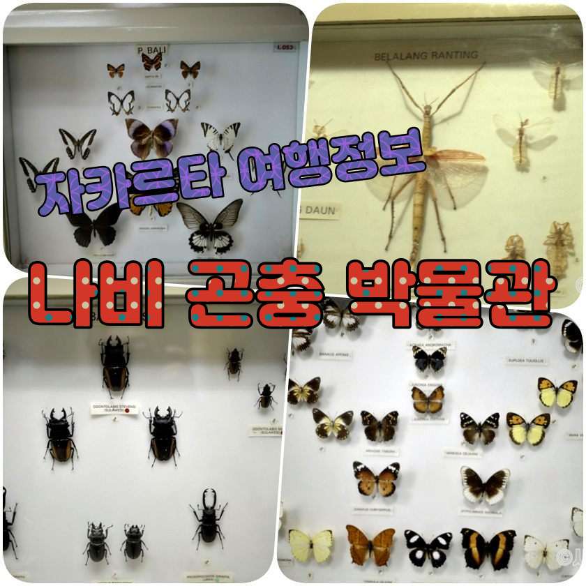 자카르타 여행지 - 곤충 &amp; 나비 박물관Meseum Serangga Kupu kupu.jpg