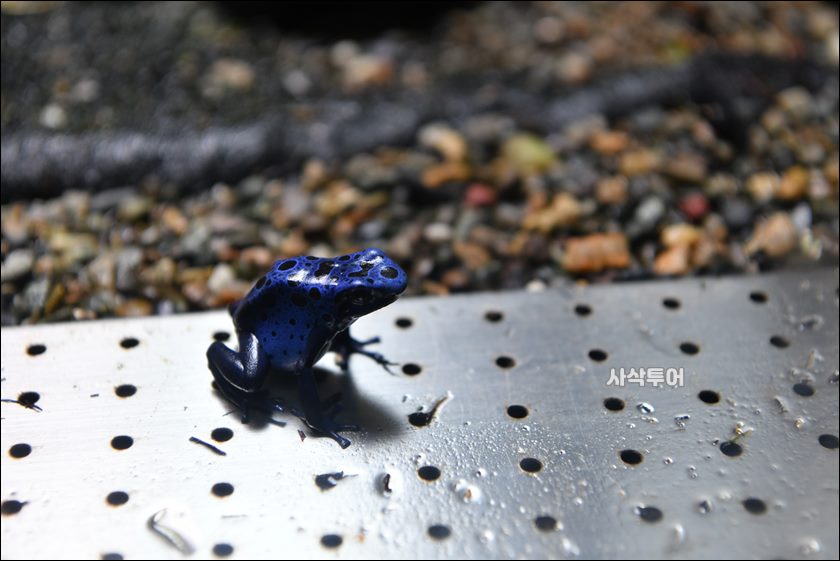 코모도 박물관092.JPG