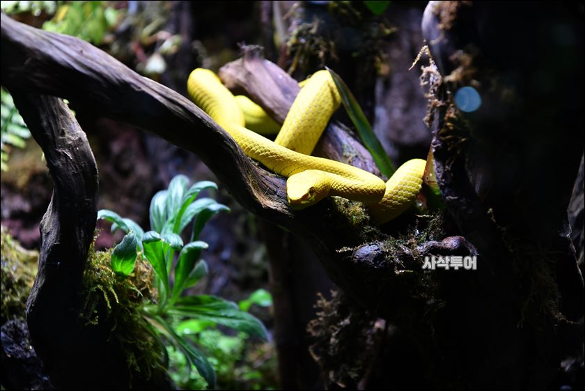 코모도 박물관011.JPG