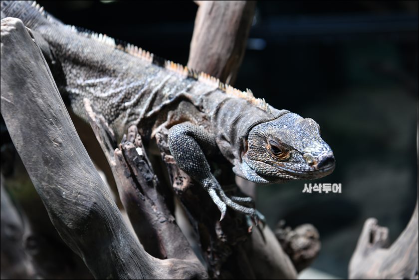 코모도 박물관083.JPG