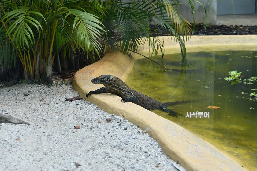 코모도 박물관172.JPG