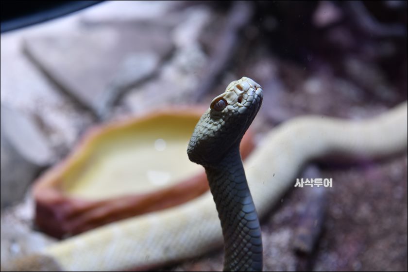 코모도 박물관055.JPG