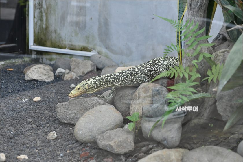 코모도 박물관142.JPG