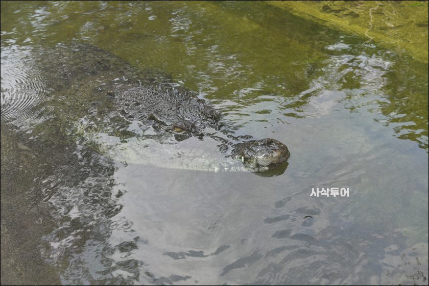 코모도 박물관184.JPG