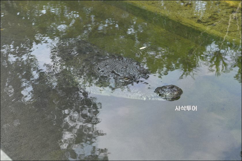코모도 박물관194.JPG
